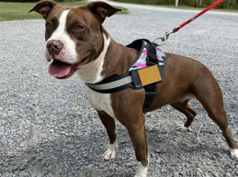 Coda the brown and white dog with tongue out, outside wearing a harness and leash